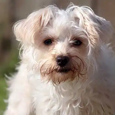 Tibetan Spaltese dog breed.