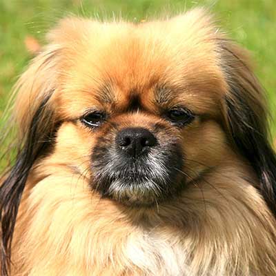 Tibetan Spaniel