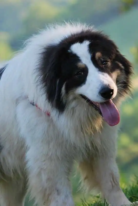Breed Origin