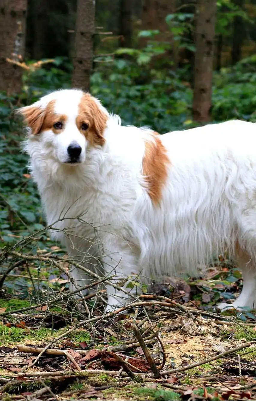 Breed Appearance