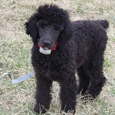 Toy Foodle dog breed.