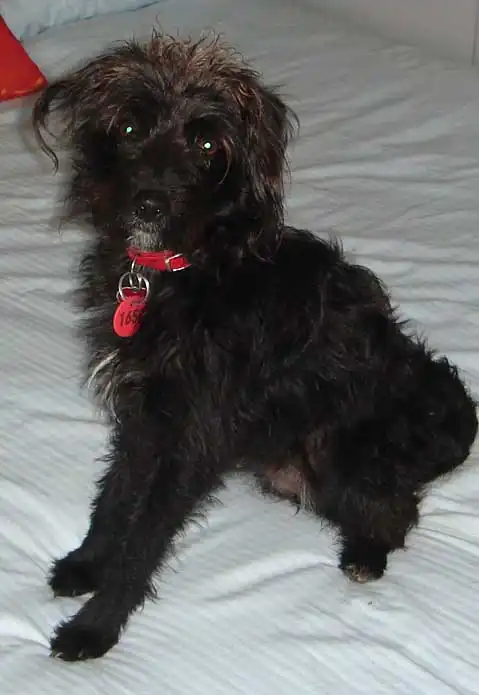 Breed Appearance