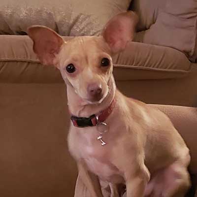 Toy Fox Pinscher