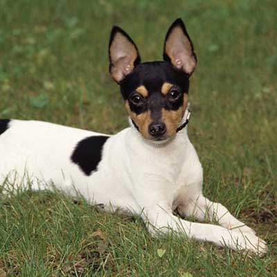 Toy Fox Terrier