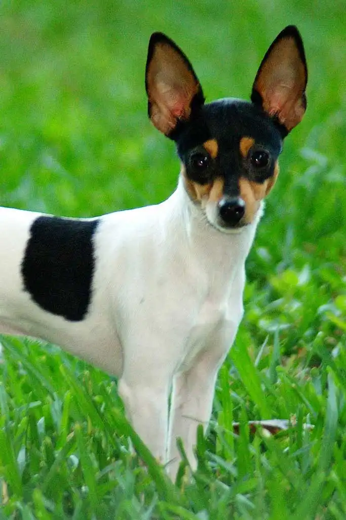 Breed Origin