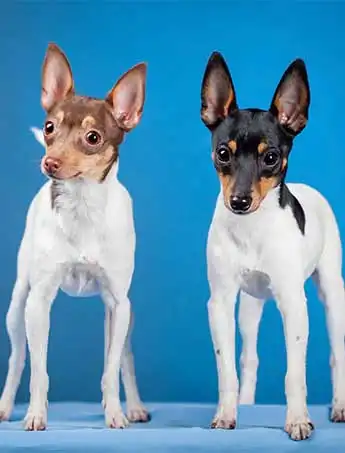 Breed Appearance