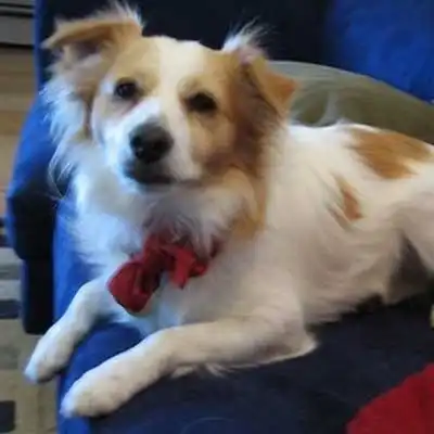 Toy Pom Terrier dog breed.