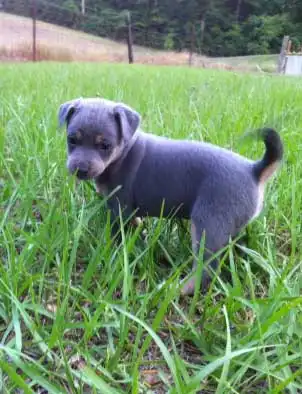 Breed Appearance