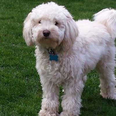 Ttoodle