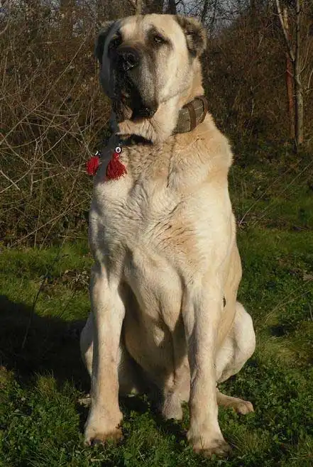 Herkunft & Geschichte von Türkischer Boz-Schäferhund