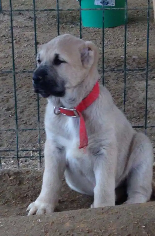 Erscheinungsbild von Türkischer Boz-Schäferhund