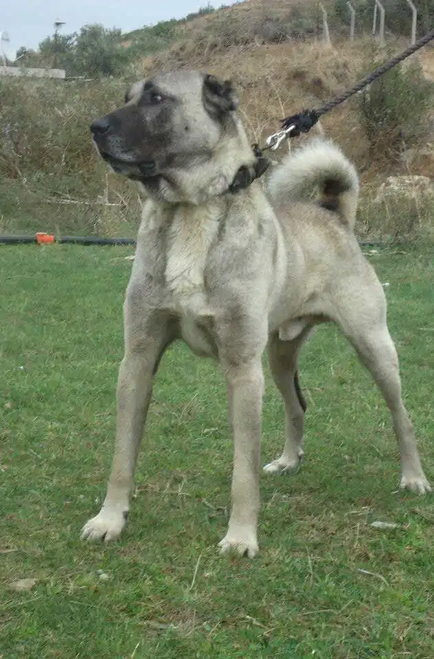 Pflege & Haltung von Türkischer Boz-Schäferhund