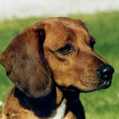 Tyrolean Hound