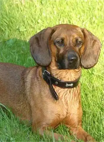 Breed Origin