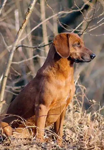 Breed Appearance