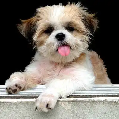 Tzu Basset dog breed.