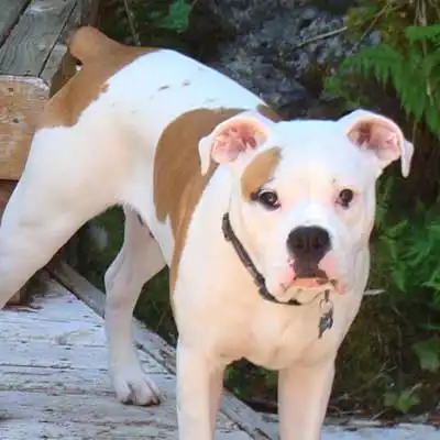 Valley Bulldog dog breed.