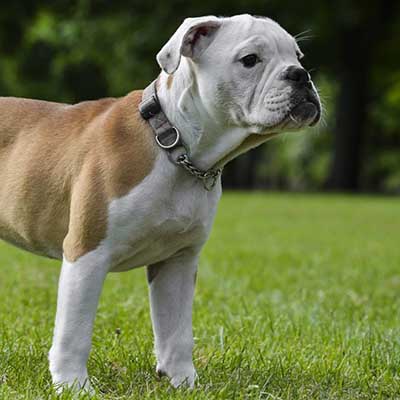 Bulldog victoriano