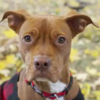 Vizsla Staff dog breed.