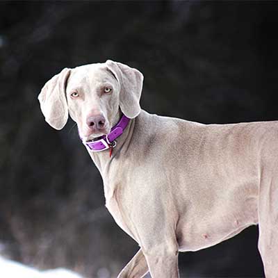 Weimaraner