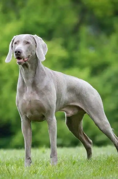 Breed Origin