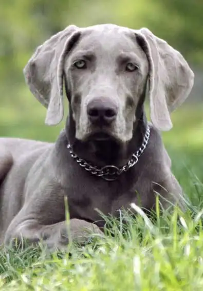 Breed Appearance