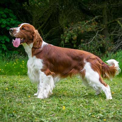 Welsh Springer Spaniel