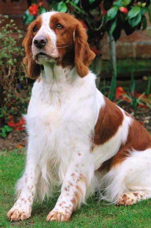 Breed Appearance