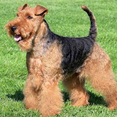 Terrier galés