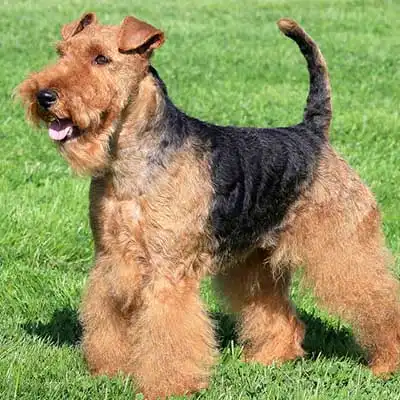Welsh Terrier dog breed.