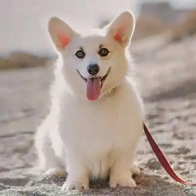 West Highland Corgi dog breed.