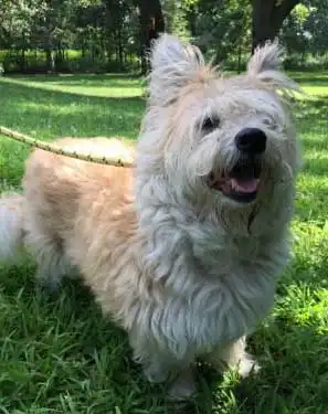 West Highland Corgi: Breed Origin