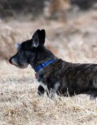 West Highland Corgi: Breed Appearance
