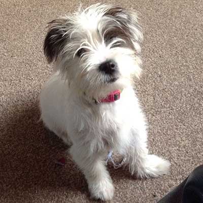 Westie-Lhasa