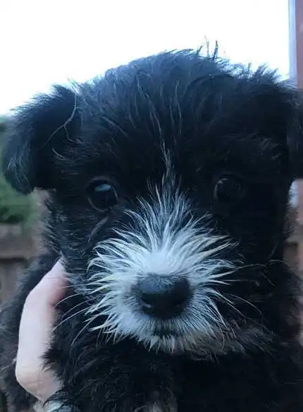 Erscheinungsbild von Westie-Lhasa