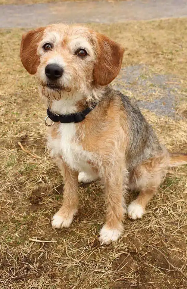 Herkunft & Geschichte von Wire Fox Beagle