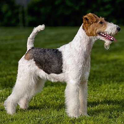 Drahthaar Foxterrier