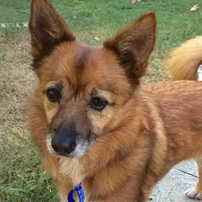 Wire Pom Terrier dog breed.