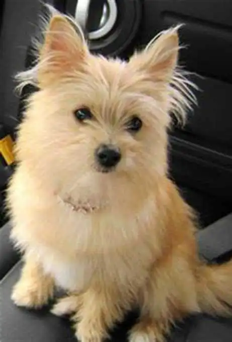 Breed Origin