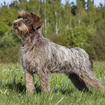 Wirehaired Pointing Griffon