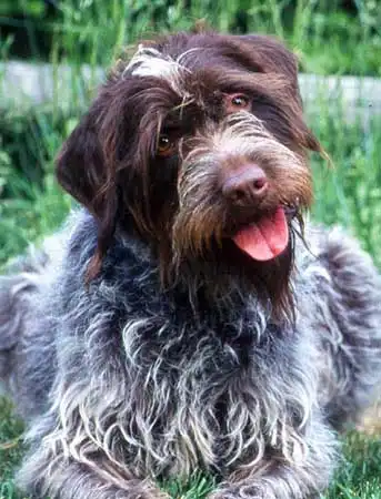 Breed Appearance