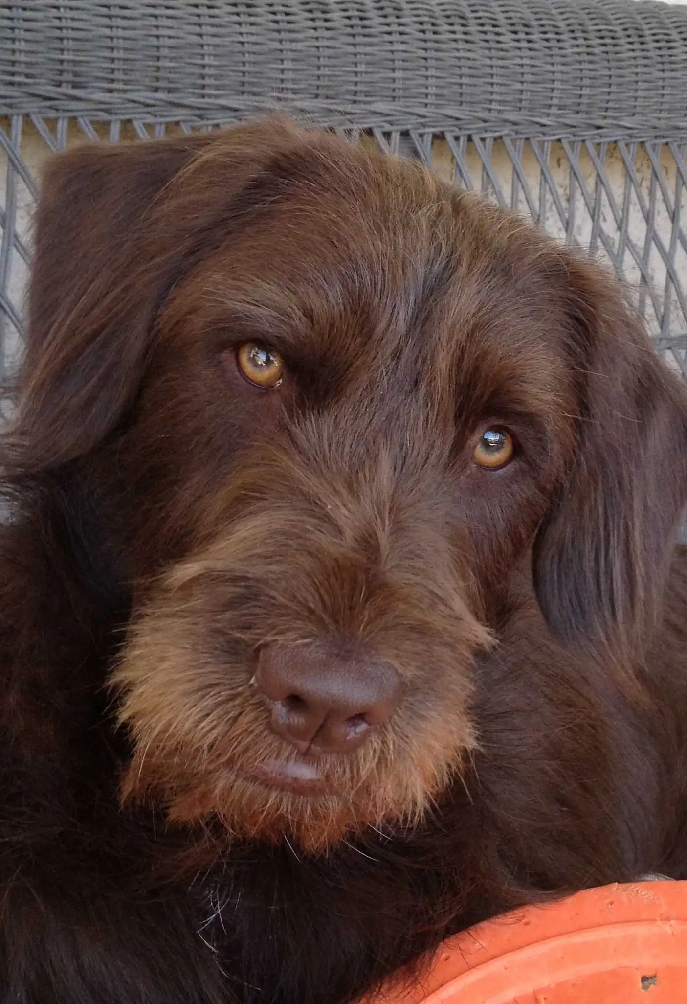 Herkunft & Geschichte von Wirehaired Pointing Griffondor