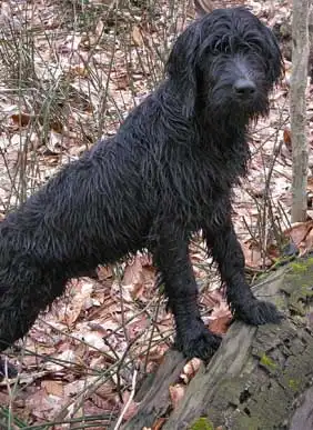 Erscheinungsbild von Wirehaired Pointing Griffondor