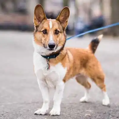 Worgi dog breed.