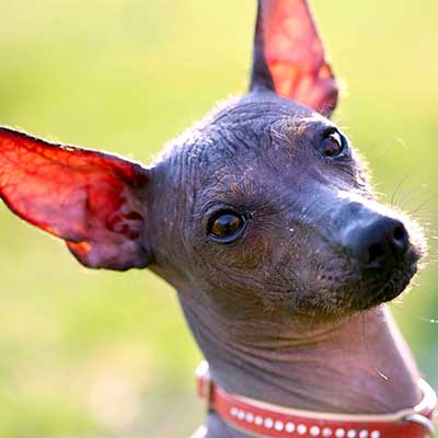 Xoloitzcuintli