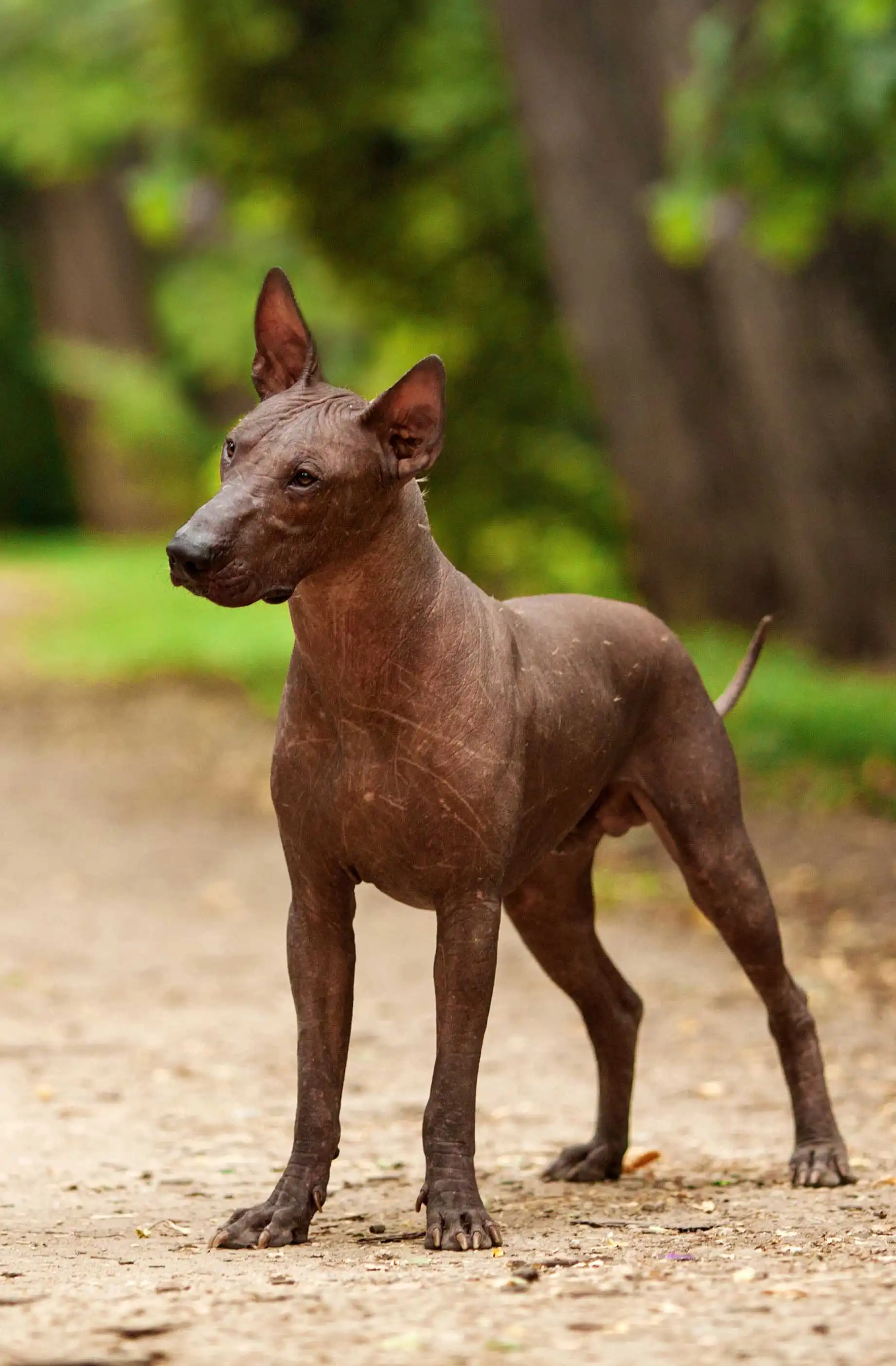 Breed Origin