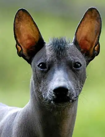Breed Appearance