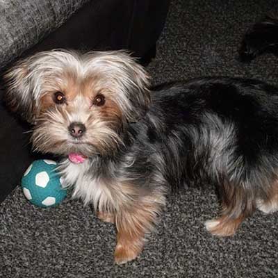 Yorkie-Apso