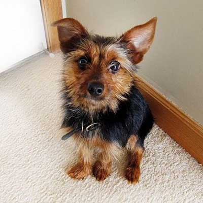 Yorkie Pin