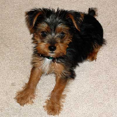 Yorkie Russell